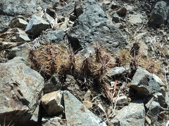 Austrocactus spiniflorus