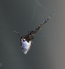 Argyrodes antipodianus
