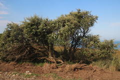 Tarchonanthus littoralis