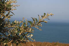 Tarchonanthus littoralis