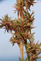 Cymbopogon pospischilii