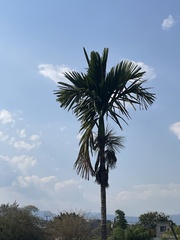 Arecaceae