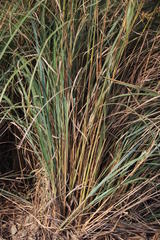 Cymbopogon pospischilii