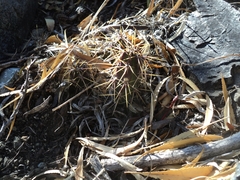 Austrocactus spiniflorus