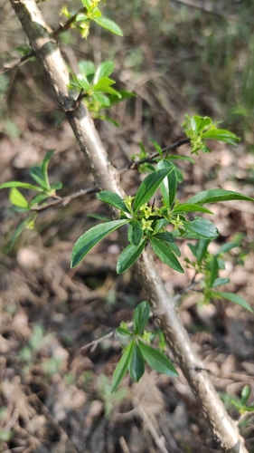 Image of Rhamnus saxatilis by (c) Andrea Mologni, some rights reserved (CC BY-SA)
