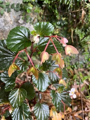 Begonia cucullata