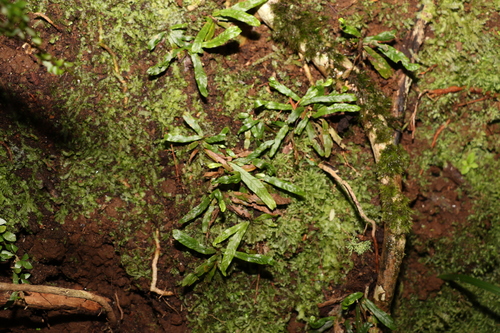 Image of Grammitis stenophylla by (c) Greg Tasney, some rights reserved (CC BY-SA)