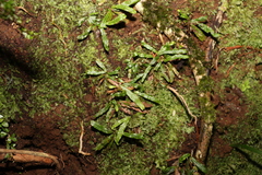 Grammitis stenophylla