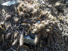 Austrocactus spiniflorus