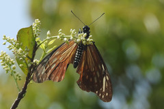 Papilio agestor