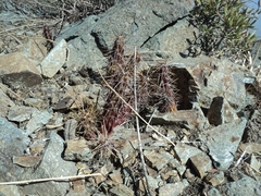 Austrocactus spiniflorus