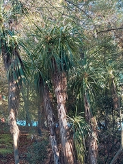 Cordyline australis