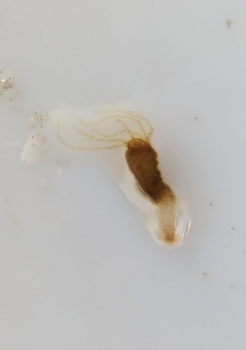 brown hydra