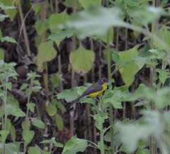 Myioborus brunniceps
