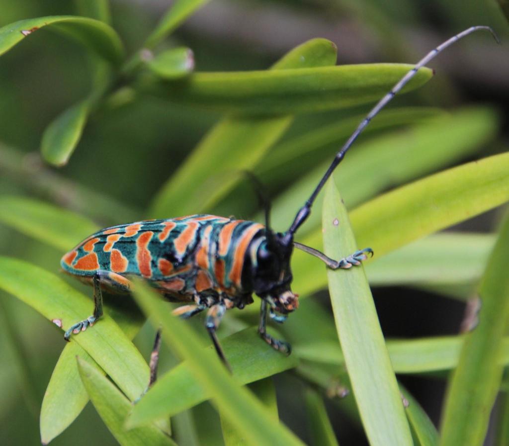 Jewel Longhorn Beetle (Sternotomis bohemani) · iNaturalist