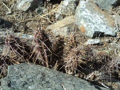 Austrocactus spiniflorus