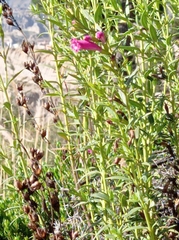 Agalinis lanceolata