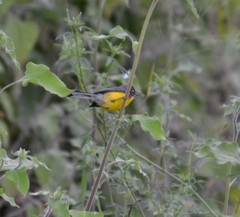 Myioborus brunniceps