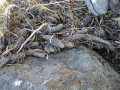 Austrocactus spiniflorus