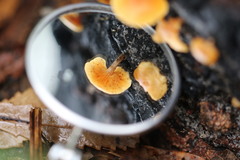 Gymnopilus austropicreus