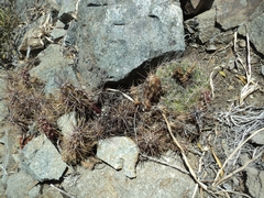 Austrocactus spiniflorus