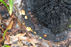 Gymnopilus austropicreus