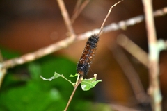 Pyrrharctia isabella