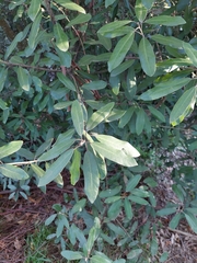 Pittosporum ralphii