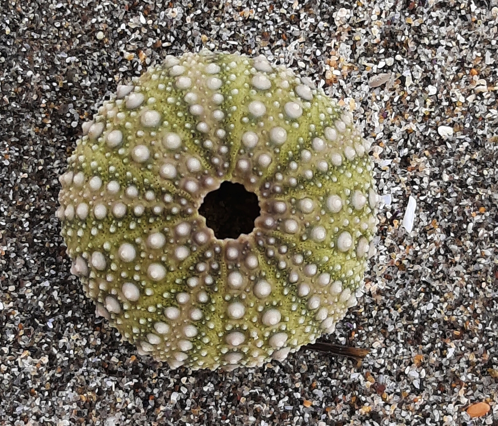 Pacific Purple Sea Urchin from Pillar Point, El Granada, CA, USA on
