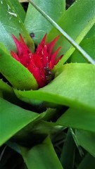 Aechmea recurvata