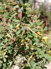Berberis boliviana