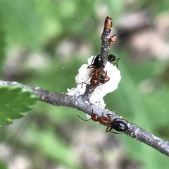 Camponotus decipiens