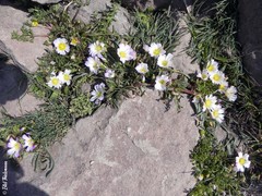 Calandrinia affinis