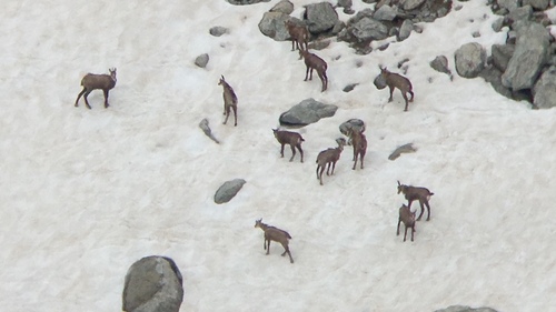 Northern Chamois