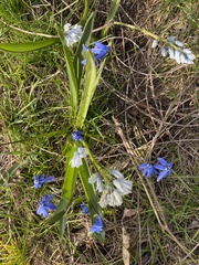 Puschkinia