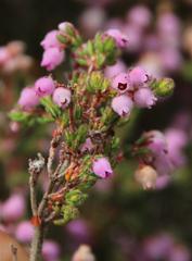 Erica hirtiflora hirtiflora