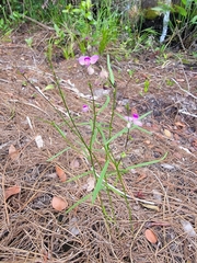 Asemeia grandiflora image