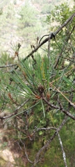 Pinus nigra laricio