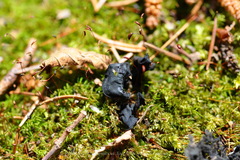 Ionomidotis irregularis