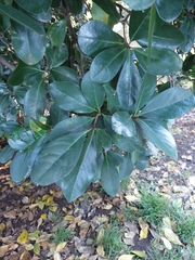 Corynocarpus laevigatus