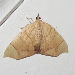Eulithis diversilineata