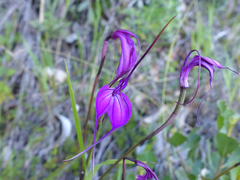 Masdevallia amabilis