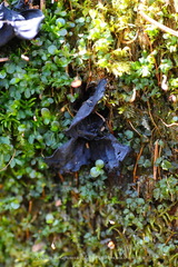 Ionomidotis irregularis