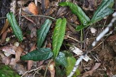 Aristolochia laheyana