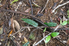 Aristolochia laheyana