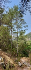 Pinus nigra laricio