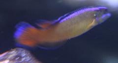 Pseudochromis dutoiti