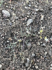Lomatium farinosum