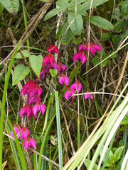 Masdevallia amabilis