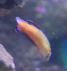 Pseudochromis dutoiti